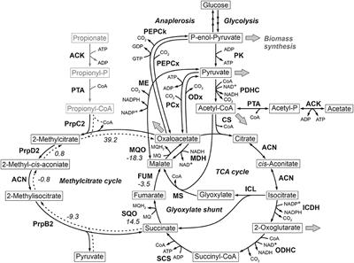 Comprehensive Analysis of <mark class="highlighted">C. glutamicum</mark> Anaplerotic Deletion Mutants Under Defined d-Glucose Conditions
